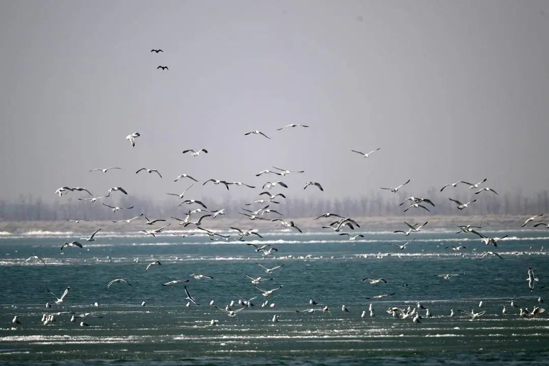 “鸟浪”来袭！辽河口