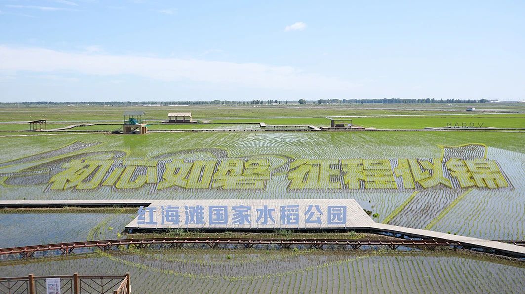 稻田彩绘！盘锦红海滩景区呈现...